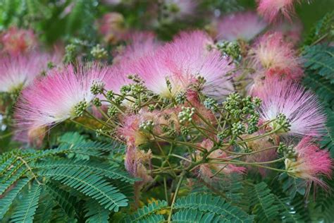 有香味的樹|7種適合庭院種植的觀花樹 花香四溢超療癒 